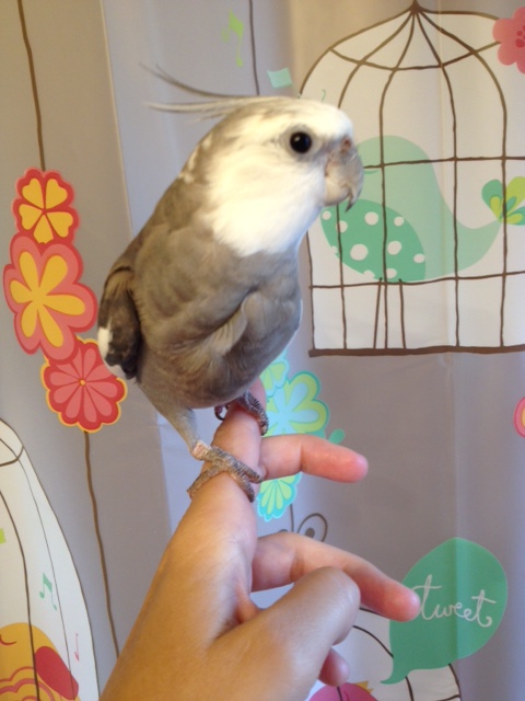 Here, the full feathered, round and curvy model showcases how the roundness accentuates the curviness.