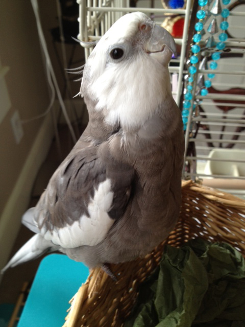 You can pose for pretty pictures and then have your large featherless assistant send them to others to help them feel happier.