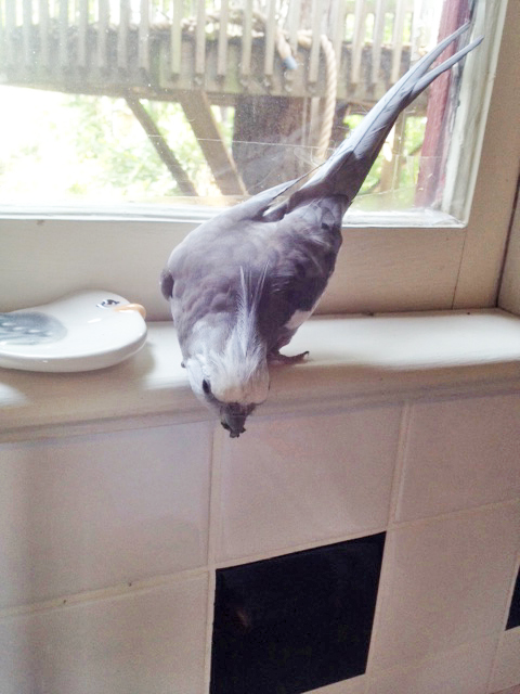 It's mine! Give it to me! I spy it! I spied it first!