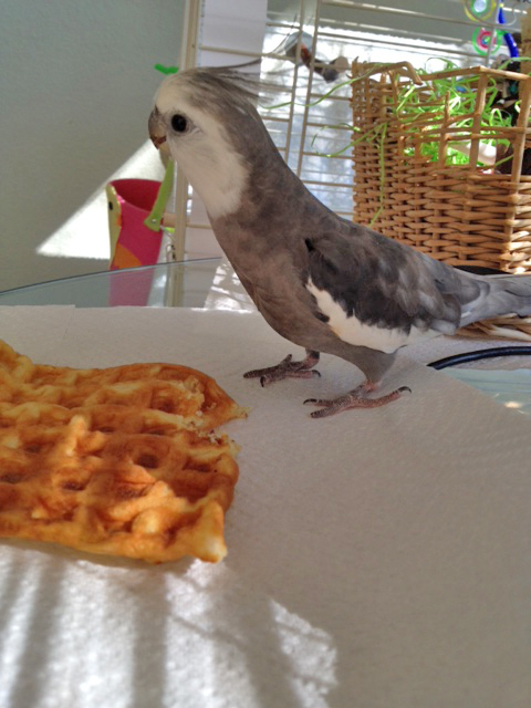 First, check around you to make sure there are no waffle poachers.