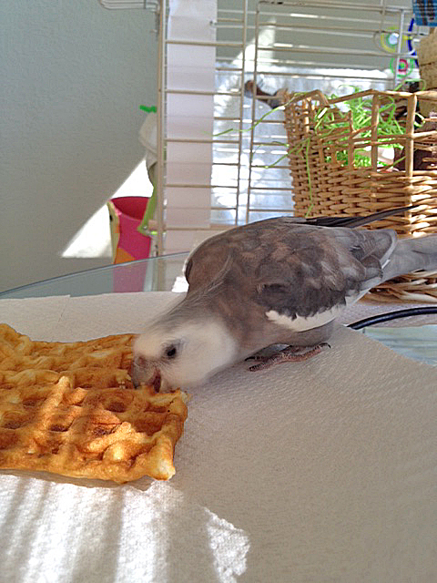 The "forward beak bite taste test" incorporates primary senses of flavor, scent, and texture.