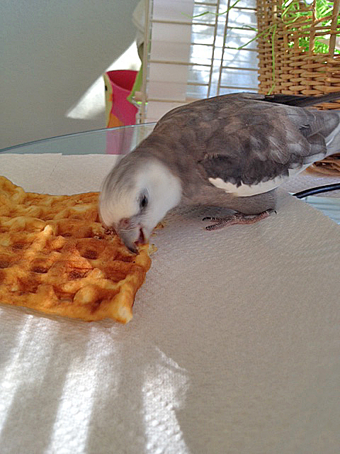 The "tiny nibble taste test" aims to sample for consistency across the waffle.