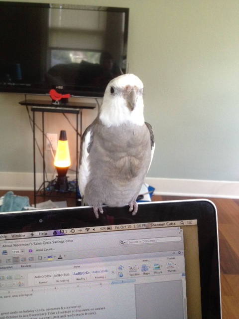 And a front-facing picture - so the customers can see all my soft front feathers.