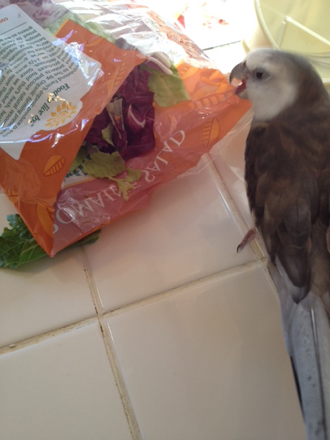 I think I'll start with this dish - it is nice and crinkly and crunchy.