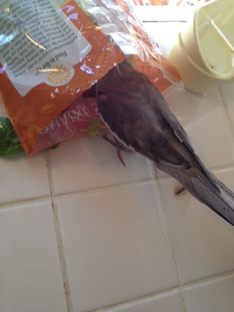 What to choose....what to choose....