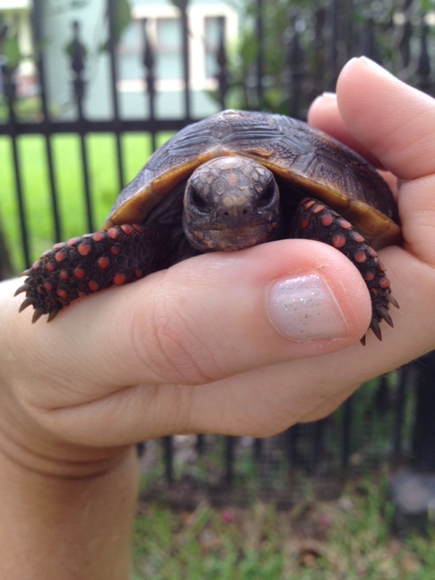 Malti ("small fragrant jasmine flower") rests in Mommy's palm.