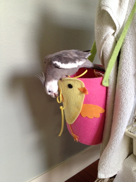 Okay, here I will demonstrate how I clean this lovely and spacious nest while looking very fetching and feathery.