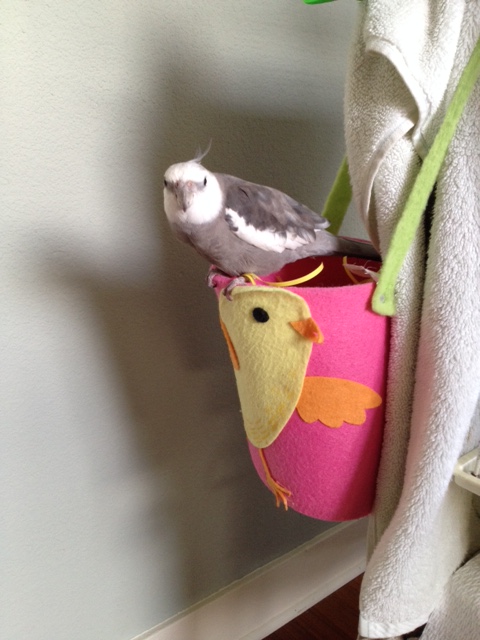 Okay, Mom - I'm ready to start. Do you have the camera ready?