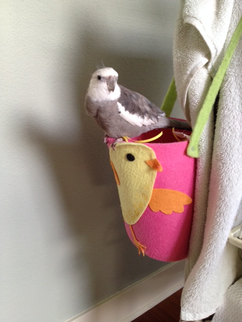 (Note from the featherless assistant: here we take a brief pause to demonstrate "fetching and feathery with nest" for the ladybirds).