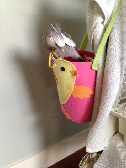 Now I will take the strand and run it through my curved beak, checking for softness and durability.