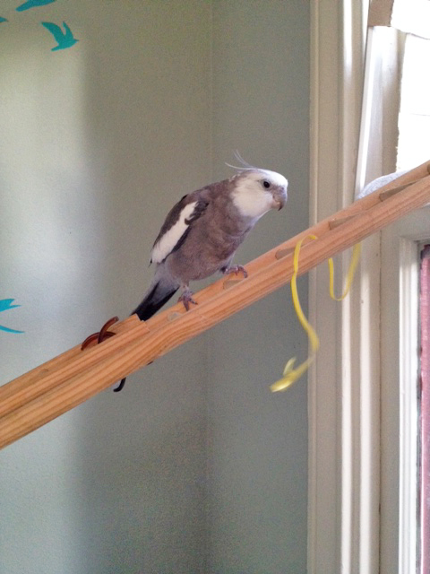 Okay ladybirds, here is the nest material. Now watch closely!