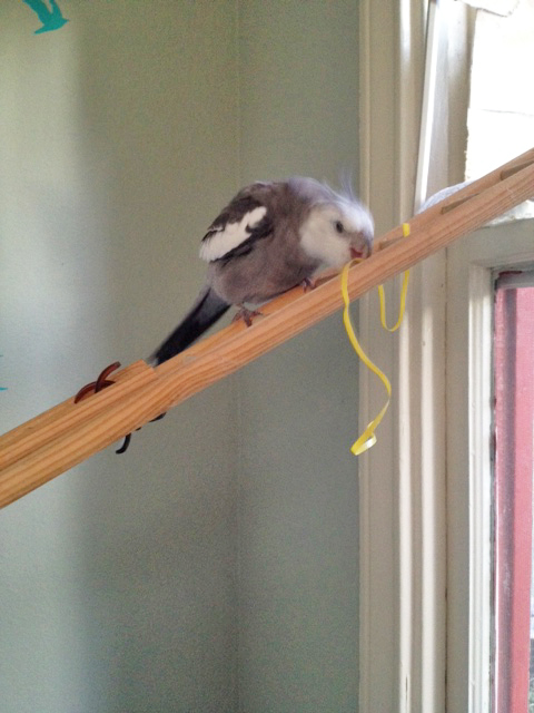 Now I will bite down hard on it in preparation for "twirling."