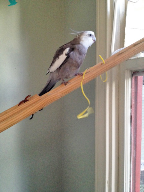 First I will grip the nest material in my powerful talons to immobilize it.