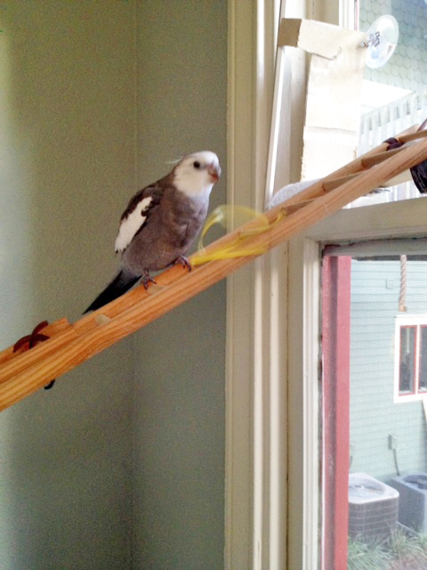 And now for my grand finale - the "free fall aerial nest twirl!"