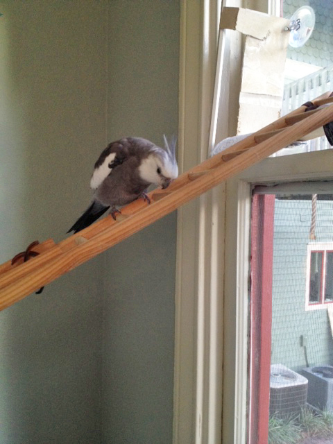 I meant for the nesting material to twirl out of reach....it's just all part of the show, folks!