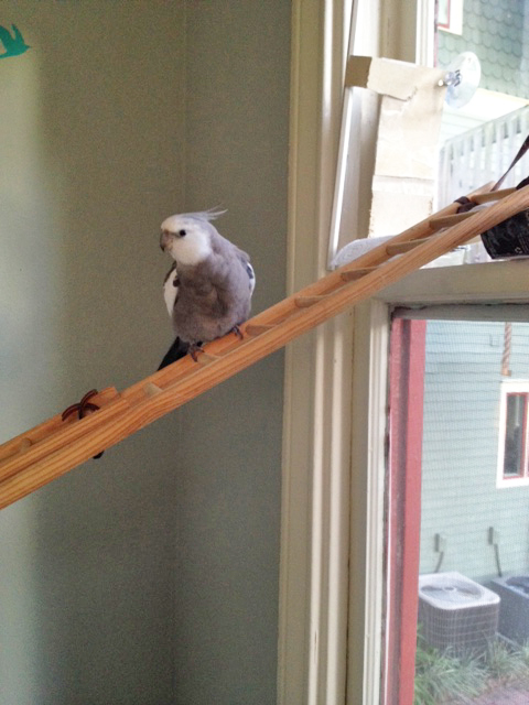 Now where did my large featherless props assistant go? It is very hard to do a great show with such inconsistent help.