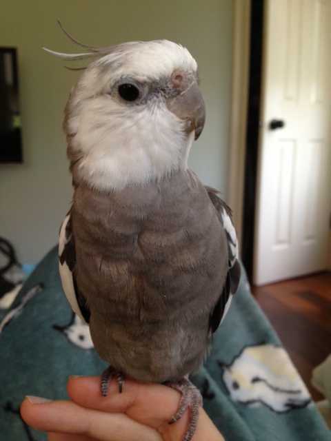 The famous and feathery face that has fans always wanting more news!