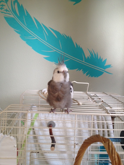 The Birdiguard's "crest antenna" is on high alert for the subtlest shifts in air pressure.