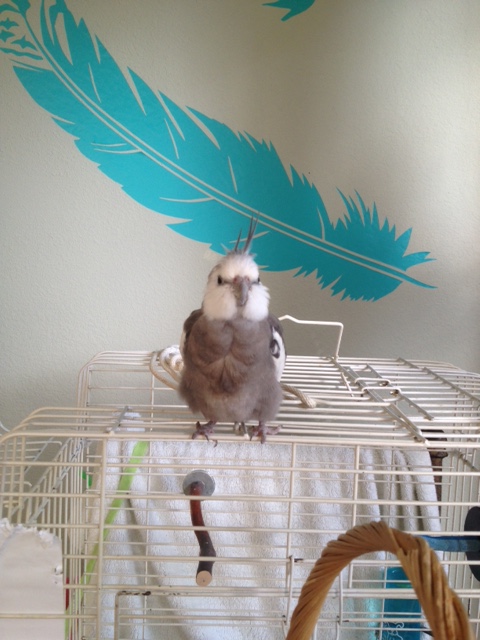 The highly trained (and very fierce) birdieguard begins his shift guarding Casa Feathers n Beak.