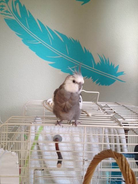 He keeps his keen (cute, round, black) eyes trained for any sign of danger.