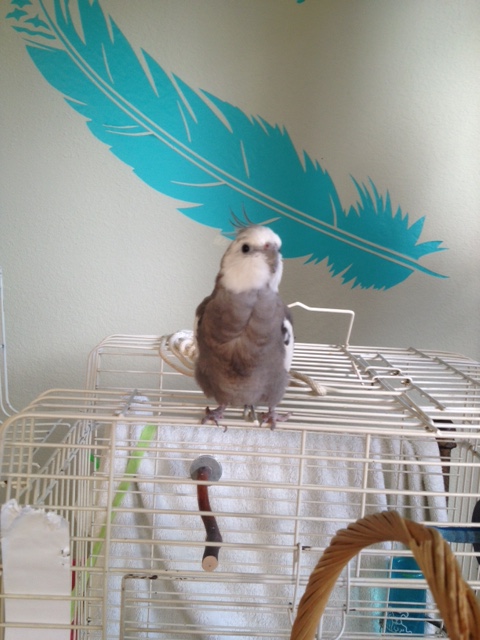 Sensing the return of his Mommyguard, the Birdieguard prepares to greet her.