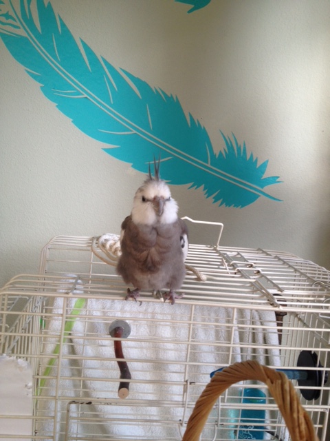 A suitable greeting will be offered after the formalities (presentation of one (1) "toasted waffle" is customary).