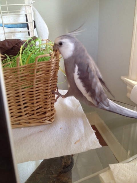 Speaking of which, I think I'll celebrate my win with some tasty wicker.