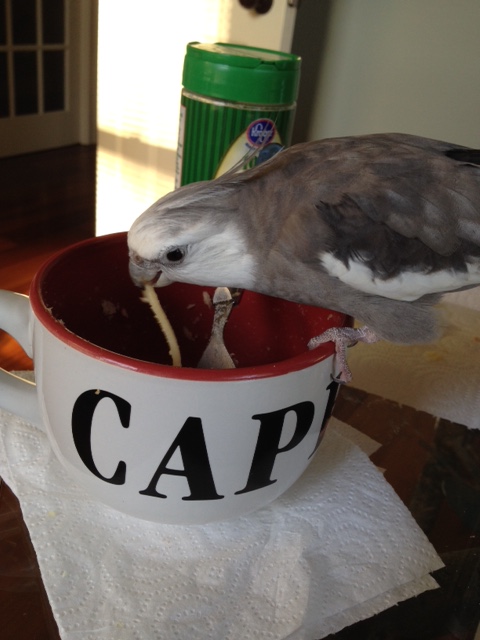 "Go Fish!" I win! I win!