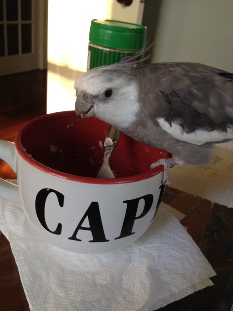 See how easy and fun that was, Mom? Those crispy cards are better for snacks anyway.