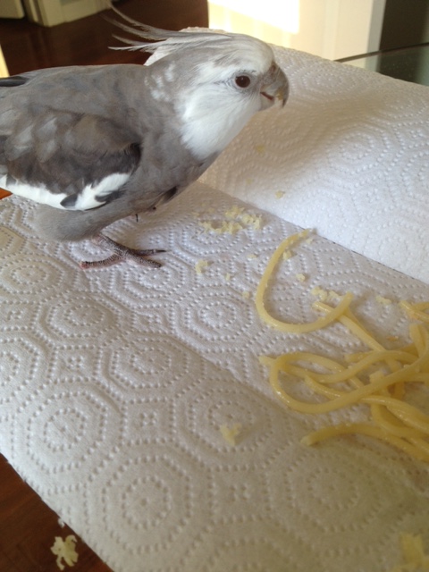 I'm in the mood for some "fine dining." Now I just need to locate my large featherless waitress.