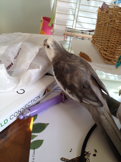 Just a few more chomps and you will be free!