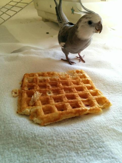 Prettiness can also be enhanced by what you eat - "waffles" is the best way to get prettier the fastest.