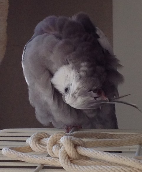 And of course you can preen your feathers so as to maintain "maximum prettiness" (you can think of this as "making the world happier one preened feather at a time").