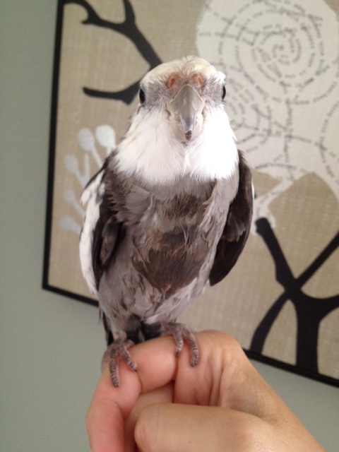 Here, notice the seamless array of feathers down and across the torso and sides of the model.