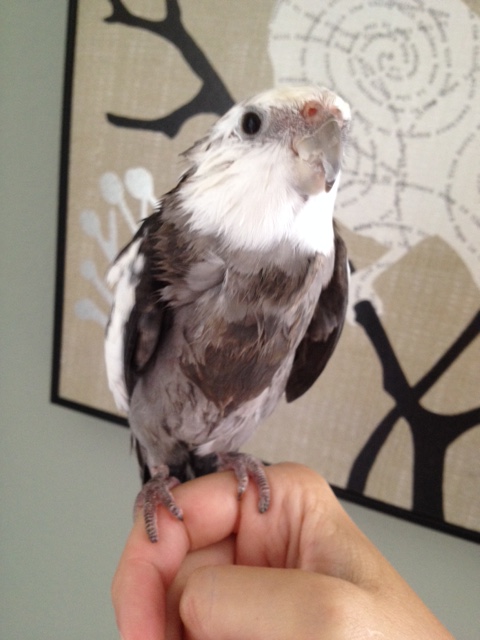 Feather color is also important - "grey" and "white" are generally considered the best color choices for a holiday so steeped in mysticism and mystery.