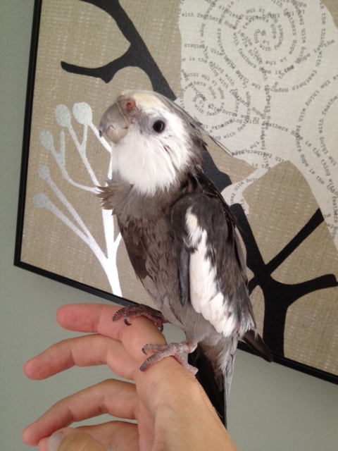 Even all down the back and past the feet, there are feathers, feathers, feathers.