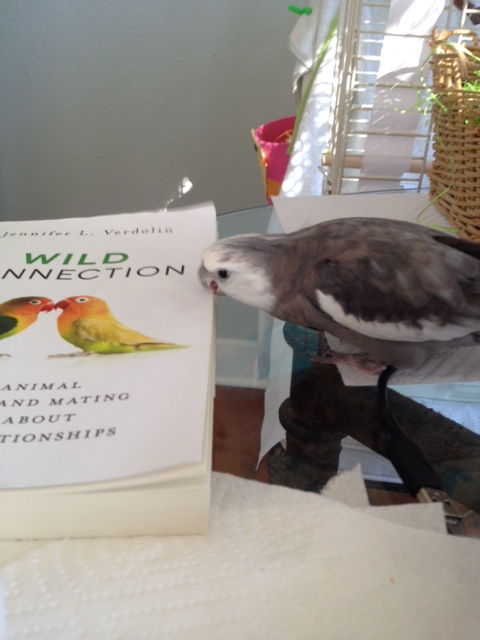 She must mean she wants me to evaluate the pages as well as the cover.