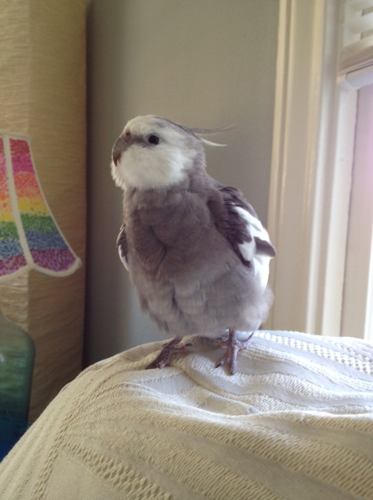 Even more pure sweetness - with extra-fluffy feathers on the side.