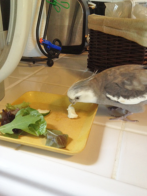 This is the small shelled flock member's dish - I'll just take my "alpha" share now and then my assistant can feed her.