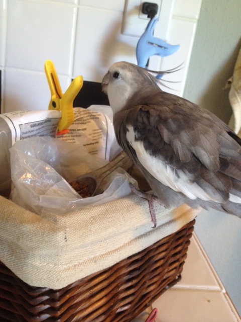 What, Mom? There's egg missing from the shelled being's dish? How odd!