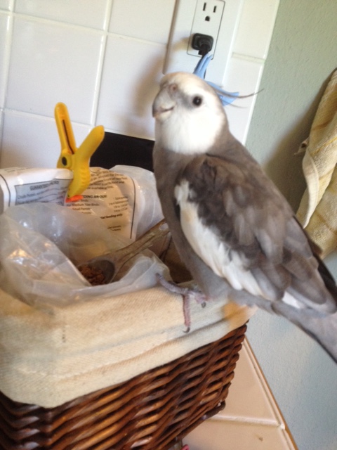 I'm an expert sleuth - put me on the case!