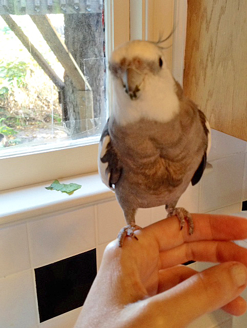 Whether your desired look is "au naturel".....