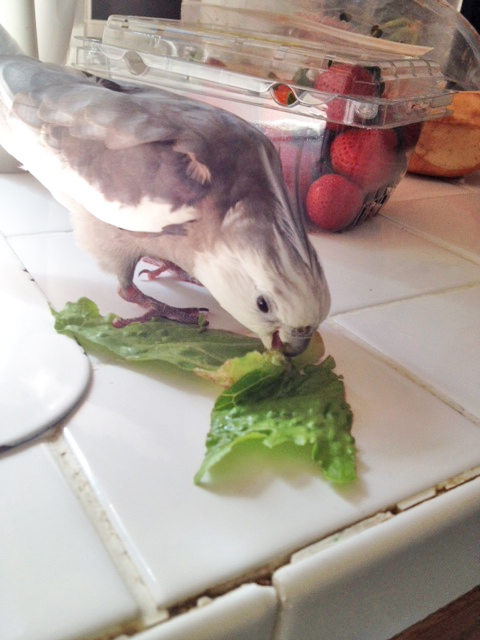 The Gladiator neatly nips the prey's jugular with his savage hooked beak.