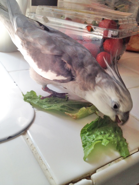 Now the Gladiator proceeds to do a more thorough taste profiling - this helps him decide whether to bring down more prey of this species in the future.