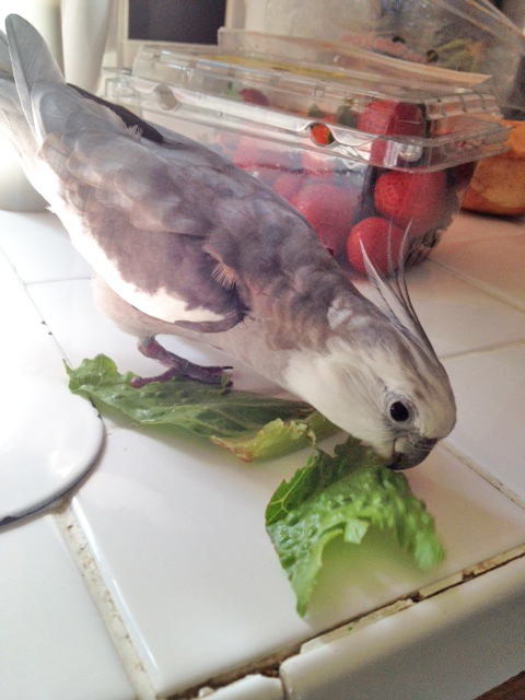 He then pauses briefly to permit his large featherless press secretary to take a still shot of him "with downed prey."