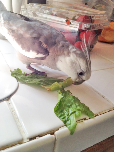 He pauses for a moment to process the culinary data he has compiled.