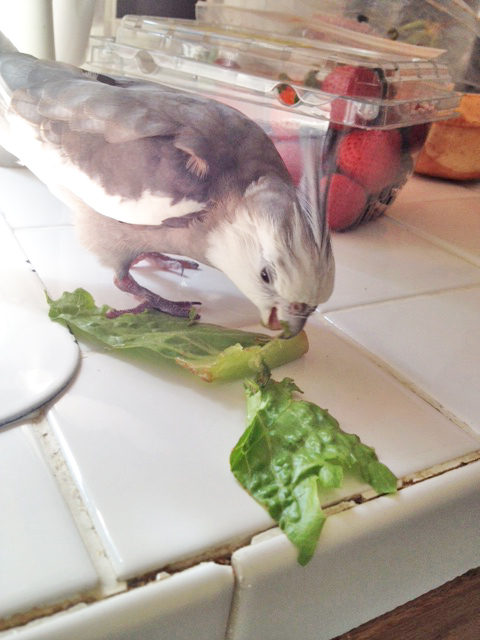 He permits his featherless press secretary to take one final shot of "prey consumption" - as a gift to newer predators learning Gladiator skills.