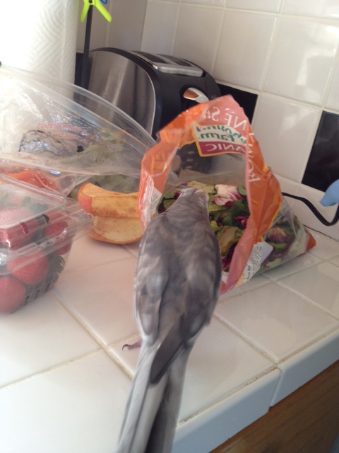 The Gladiator surveys the herd. His goal? To select and bring down the choicest green thing for his lunch.