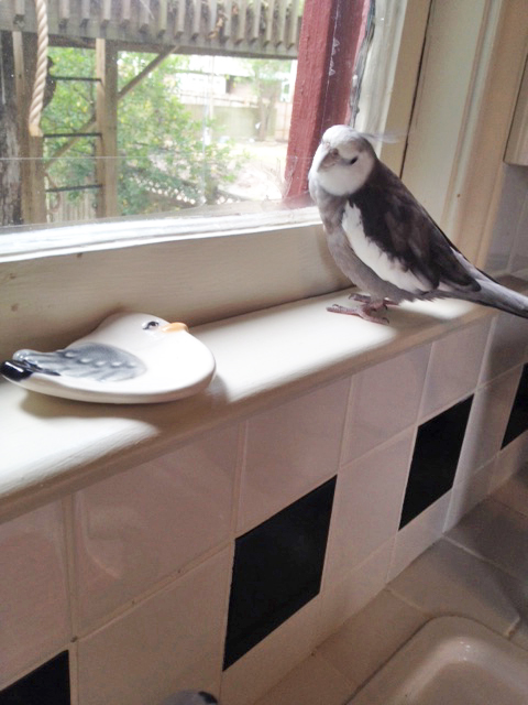 Who let this visitor in?