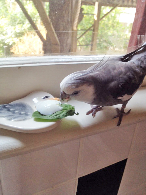 Oh, and how thoughtful! You brought a fresh leaf to sweeten the presentation.